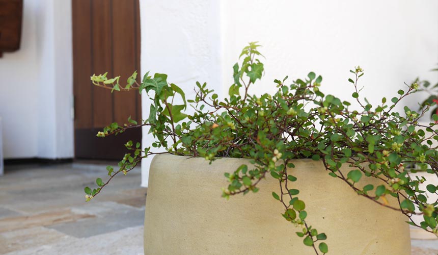 植物と相性の良いしっくいの外壁